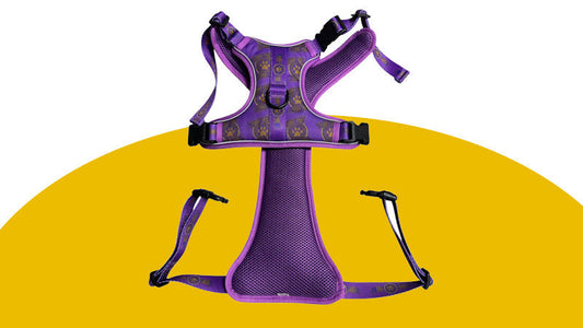 Purple and gold pet harness from Black Greek Store, showcasing elegance and cultural pride.